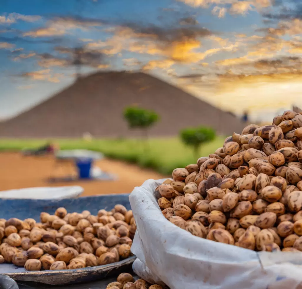 Tiger Nuts: 12 Tiny Treasures Unlocking Big Health Benefits 1 Tiger Nuts